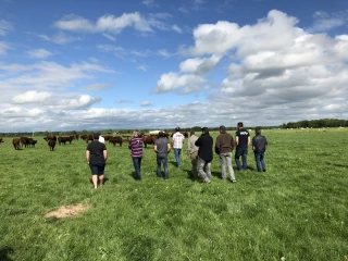 Les effectifs de salers en Bourgogne ont été stables en 2017