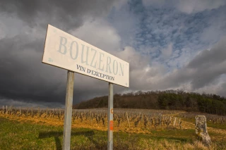 L'appellation Bouzeron, AOC, fête ses vingt ans