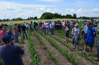 Les semis sous couvert permanent, à ne pas pratiquer en maïs, mais possibles en blé et colza