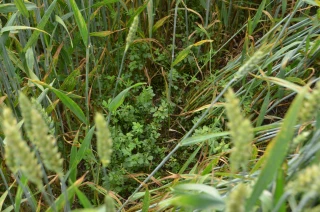 Précisions sur les modalités des dérogations à la levée des cultures dérobées 