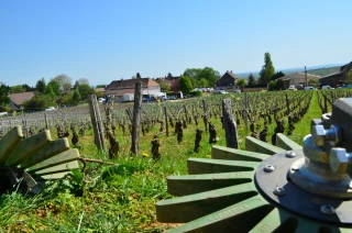 Sept interceps en démonstration dans la Côte chalonnaise pour le désherbage mécanique des rangs de vignes