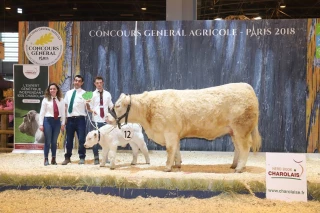 Laïka et les femelles bouchères de la race charolaise sur le podium du Salon de l'agriculture