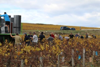 Vendanges de novembre pour la cave de Buxy