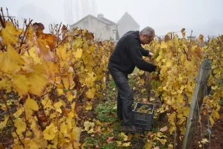 Brouillard et coups de sécateur