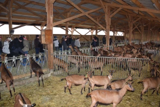 En production caprine, l’installation ne s’improvise pas