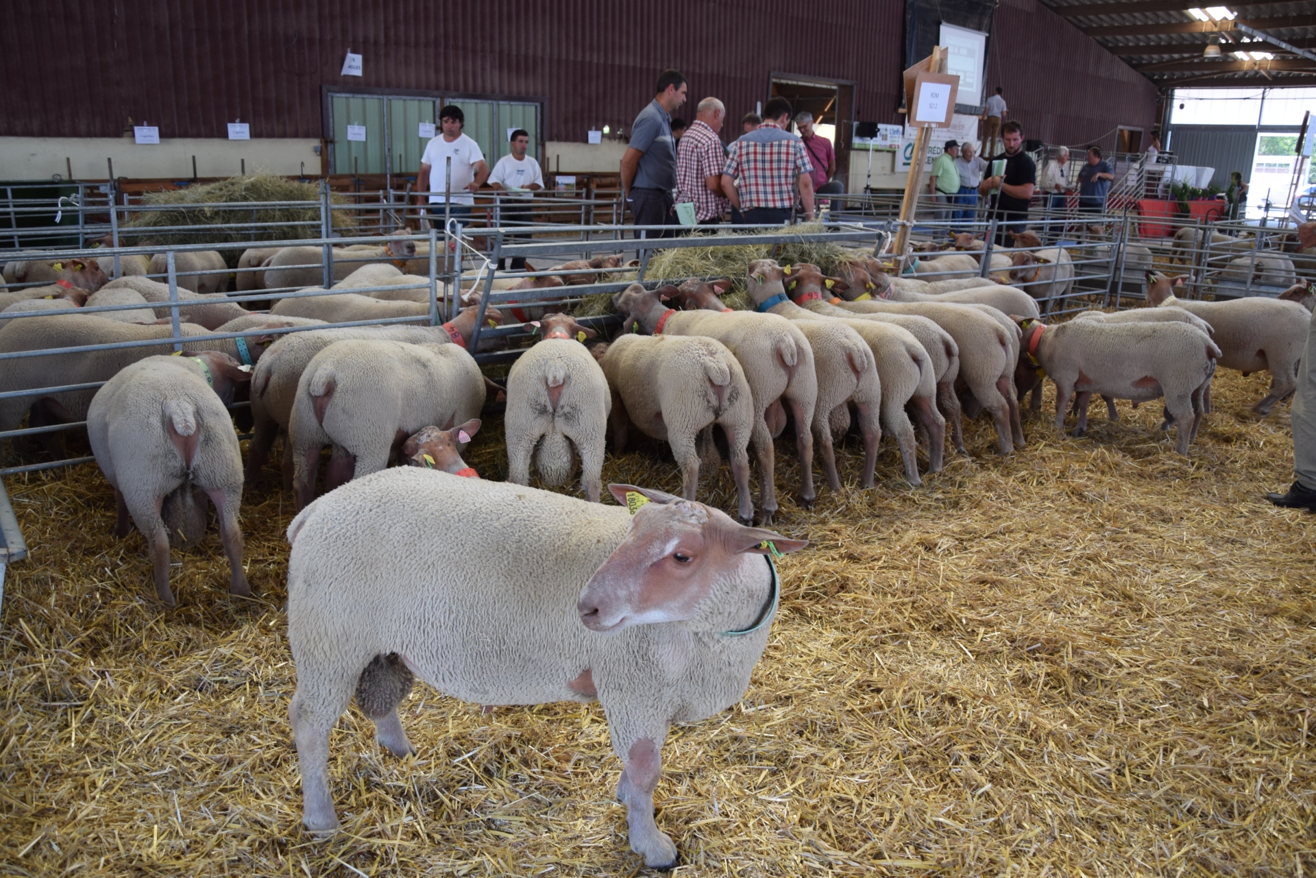 57e concours mouton charollais