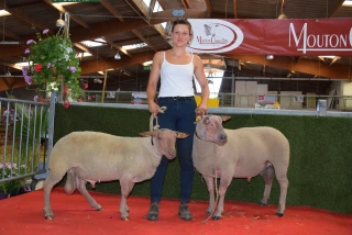 Un beau concours national de moutons charollais mais des ventes contrastées