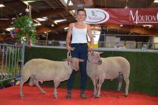 Un beau concours national de moutons charollais mais des ventes contrastées