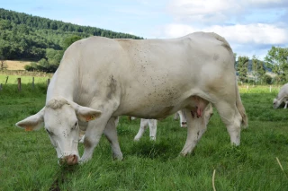 En matière de pâturage tournant et d'autonomie herbagère, des éleveurs témoignent que c’est possible !