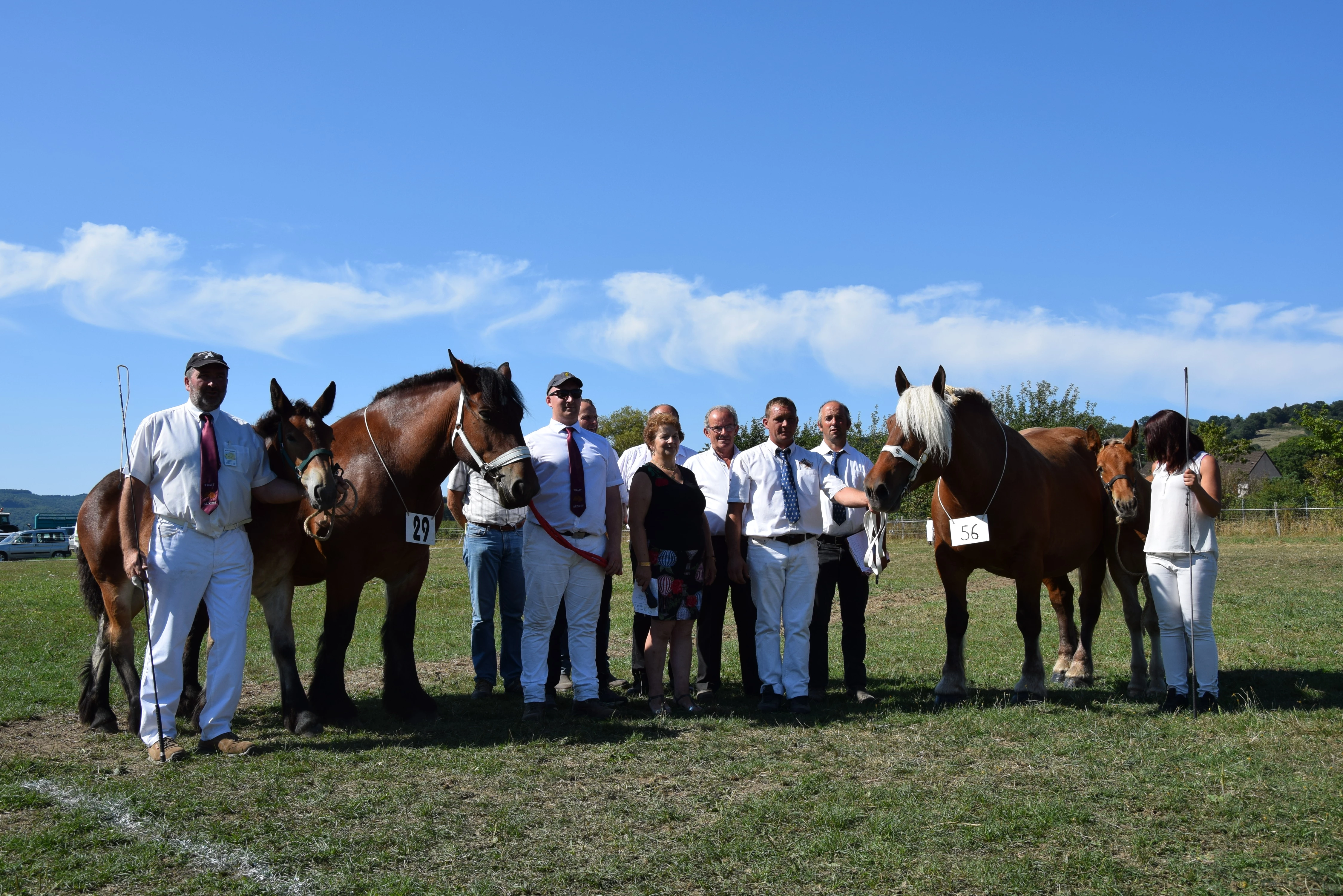 Finale départementale Auxois et comtois : le cheval de trait résiste en Saône-et-Loire