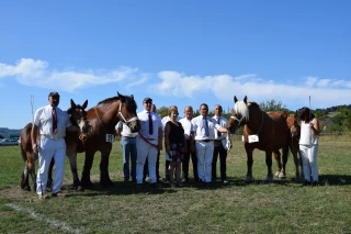 Finale départementale Auxois et comtois : le cheval de trait résiste en Saône-et-Loire