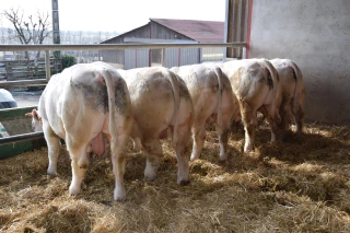 Au Gaec Gordat-Dussably à Volesvres, le vêlage facile et la finesse de viande comme crédo
