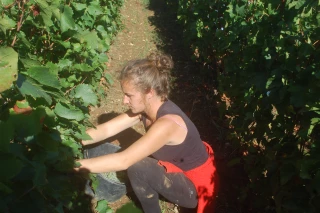 Les femmes, les oubliées de la viticulture