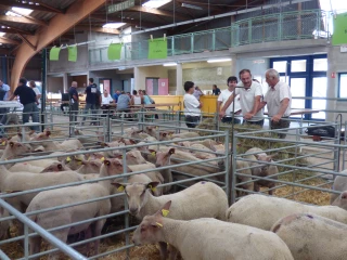 Une vente d'agnelle Mouton Charollais moins bonne que l’an dernier