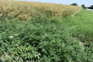 Ambroisie, agir est la seule solution 