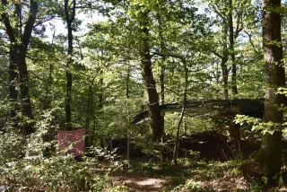 Mon école est dans les bois...