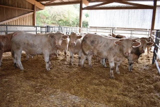 La rentrée des veaux à Jalogny