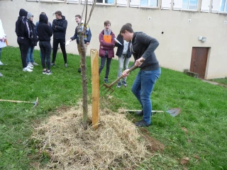Un arbre de la solidarité offert par la commune de Tramayes au lycée Lucie Aubrac de Davayé