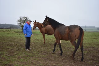 Son cheval par financement participatif