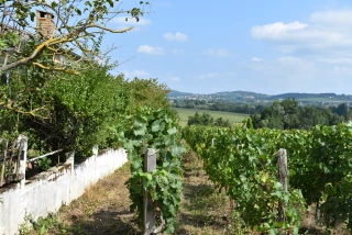 L’actu des vignes à la veille des vendanges