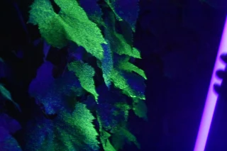 Pulvé - soirée fluo pour un test grandeur nature