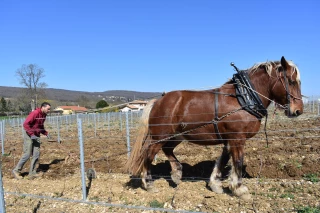 Des pieds de vignes aux pas des chevaux