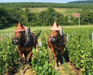 Quand le net rapproche les hommes, la vigne et les chevaux