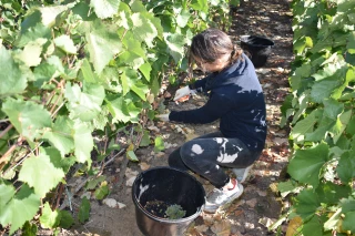 La qualité au détriment de la quantité lors des vendanges