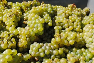 Les crémants en guise d'apéritif des vendanges 2019