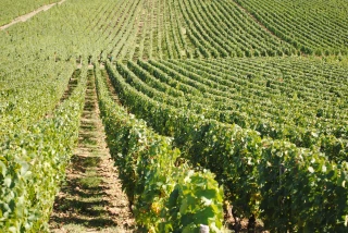 Une nouvelle vitrine pour les métiers du vin