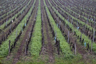 D'instructifs essais de couverts végétaux dans le vignoble Mâconnais