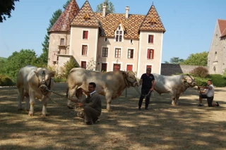 Ouistiti tient ses promesses à Charolais Evaluation !
