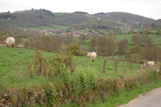Un micro-abattoir en projet dans le Clunisois