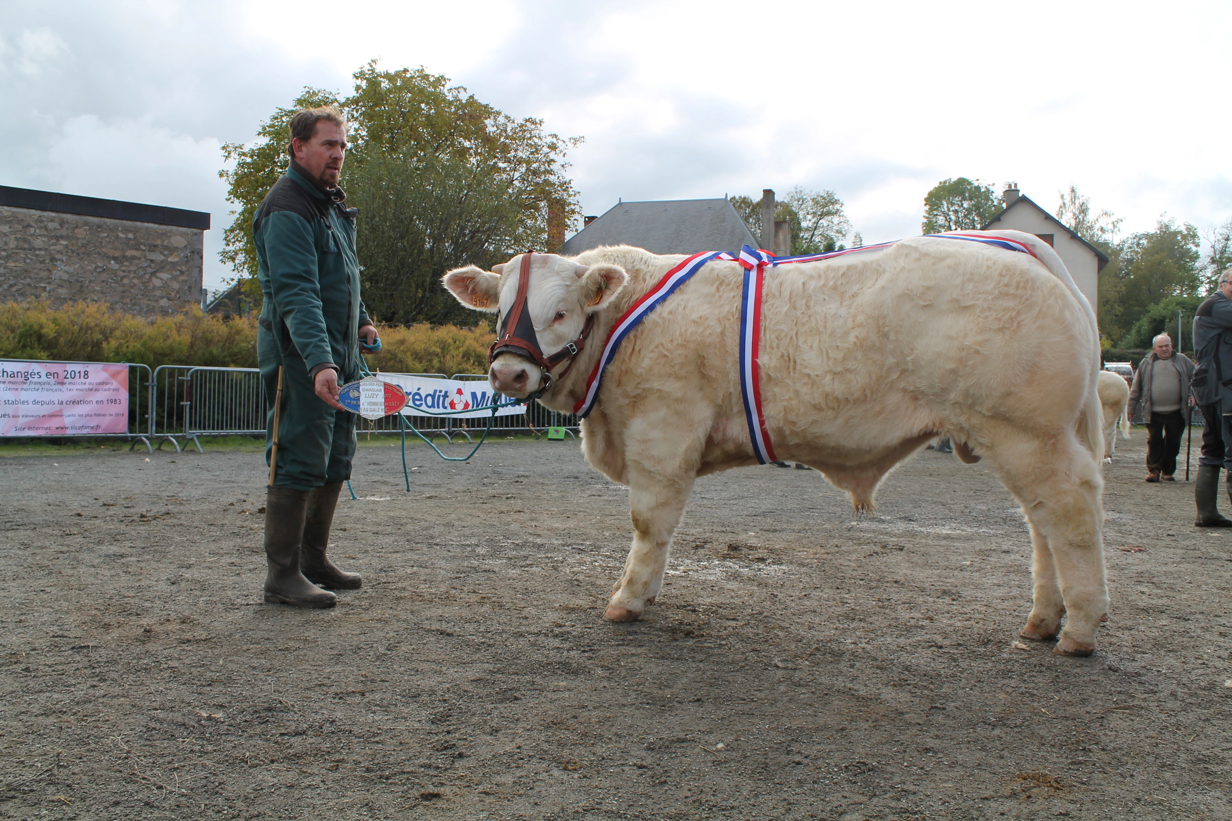 310 charolais et des ventes au concours non reconnu de Luzy !