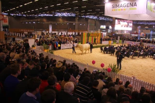 74 charolais pour un grand show au Simagena !