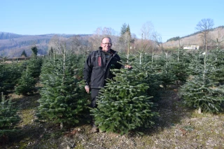 Les beaux sapins, aussi rois en Saône-et-Loire !