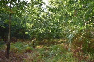 70 propositions pour une forêt plus durable