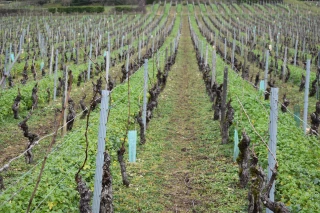 Se former aux couverts végétaux en vigne étroite pour trouver des solutions innovantes