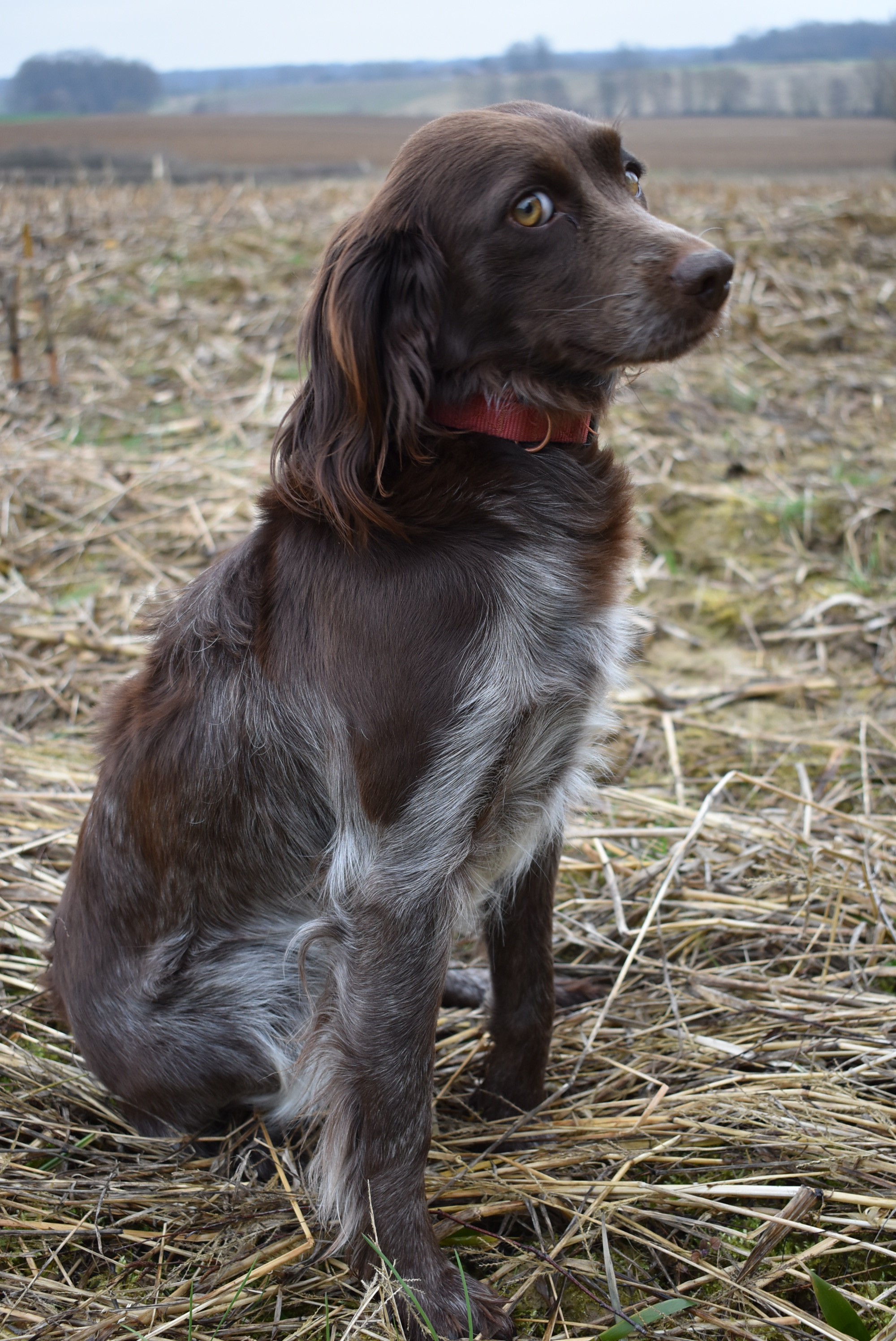 L’Épagneul de Saint-Usuge, l’affectueux chasseur