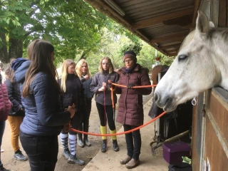 Éviter les accidents avec les chevaux