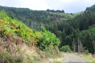 Une forêt au grand air