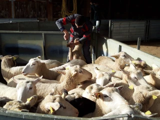 16e Ovinpiades des jeunes bergers
