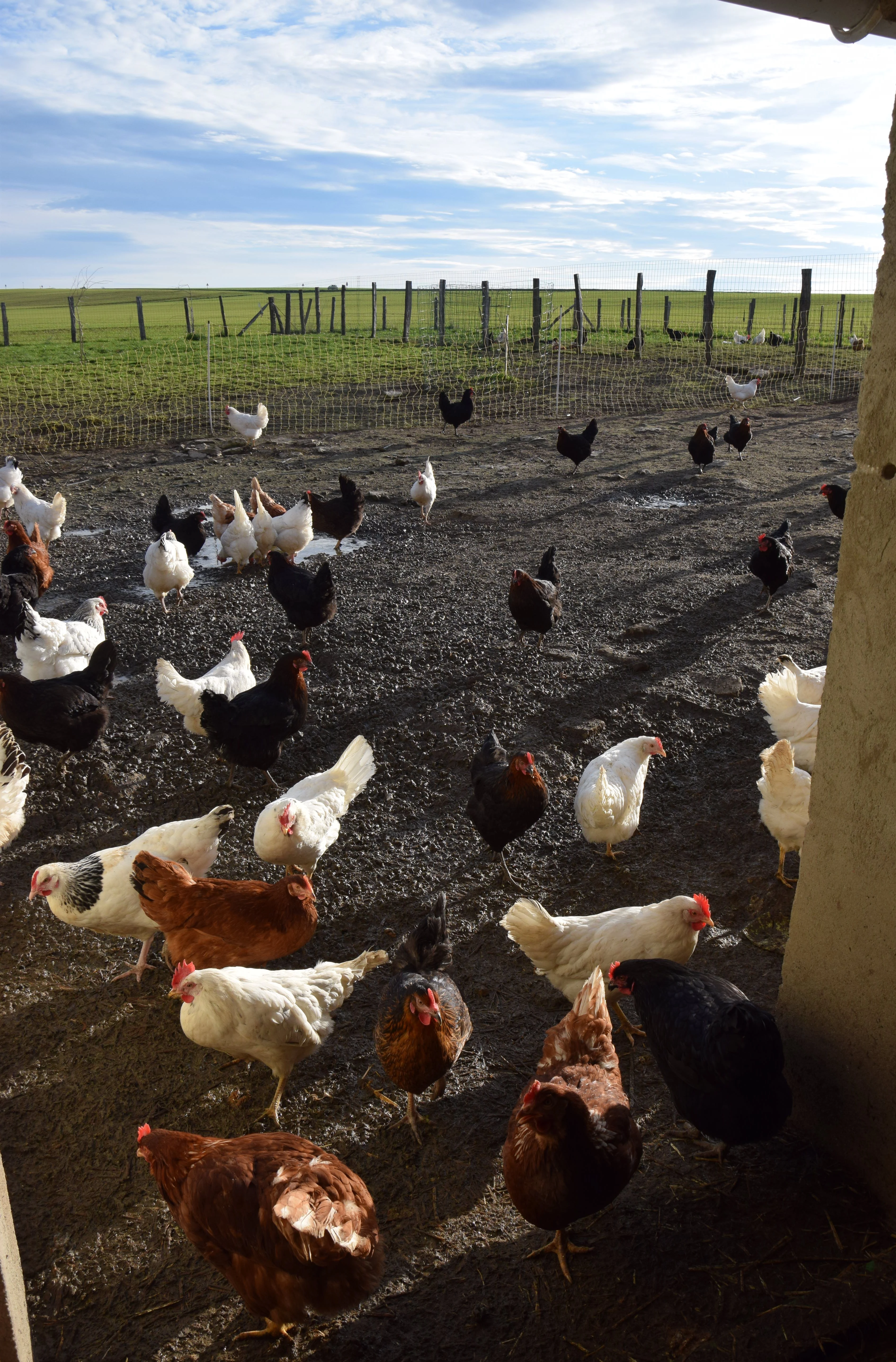 Poules de plein air