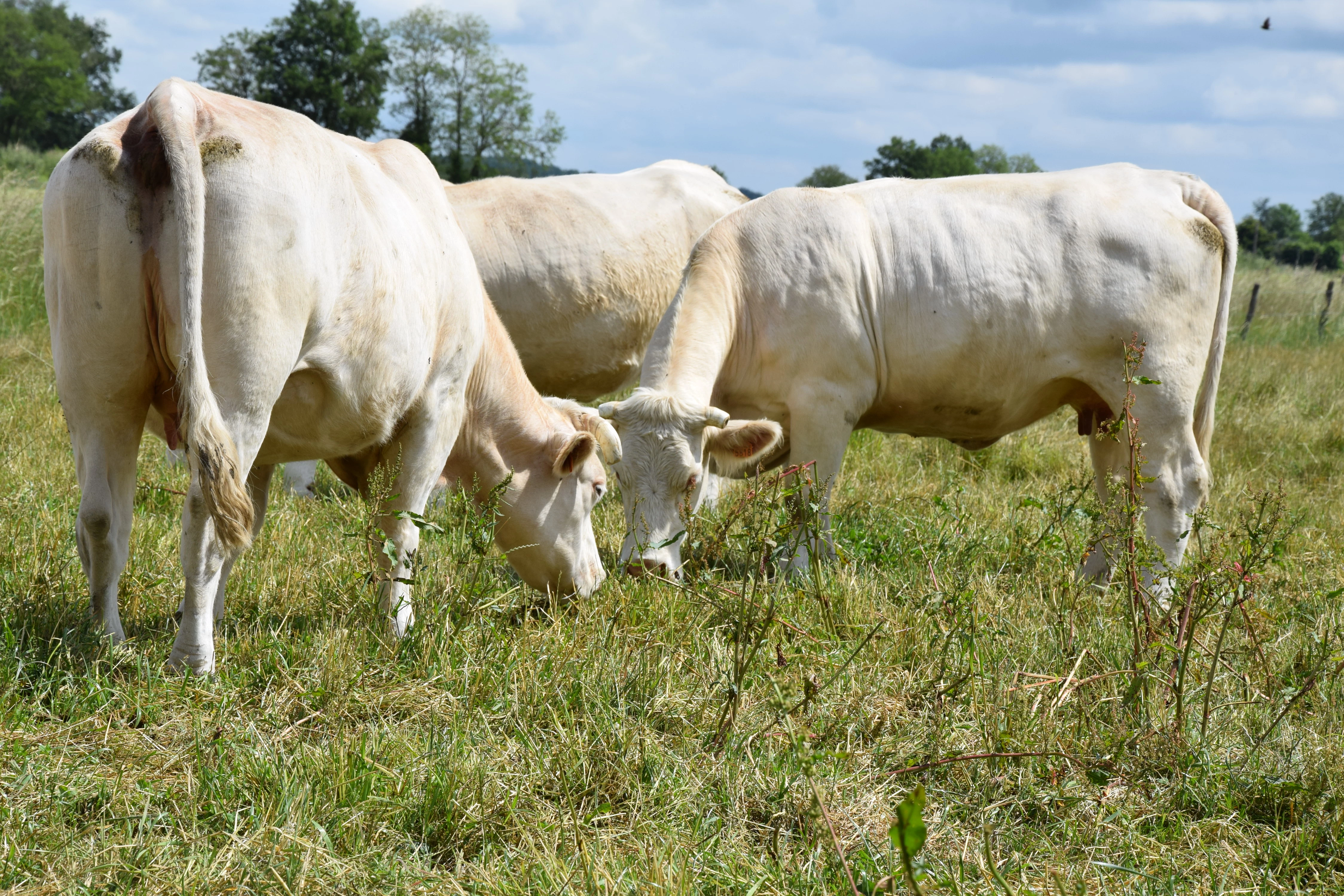 Le report d’herbe sur pied à l’étude en Saône-et-Loire 