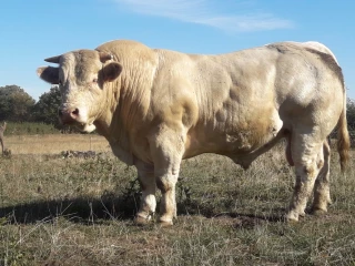 Une centaine de reproducteurs vendus lors des portes ouvertes