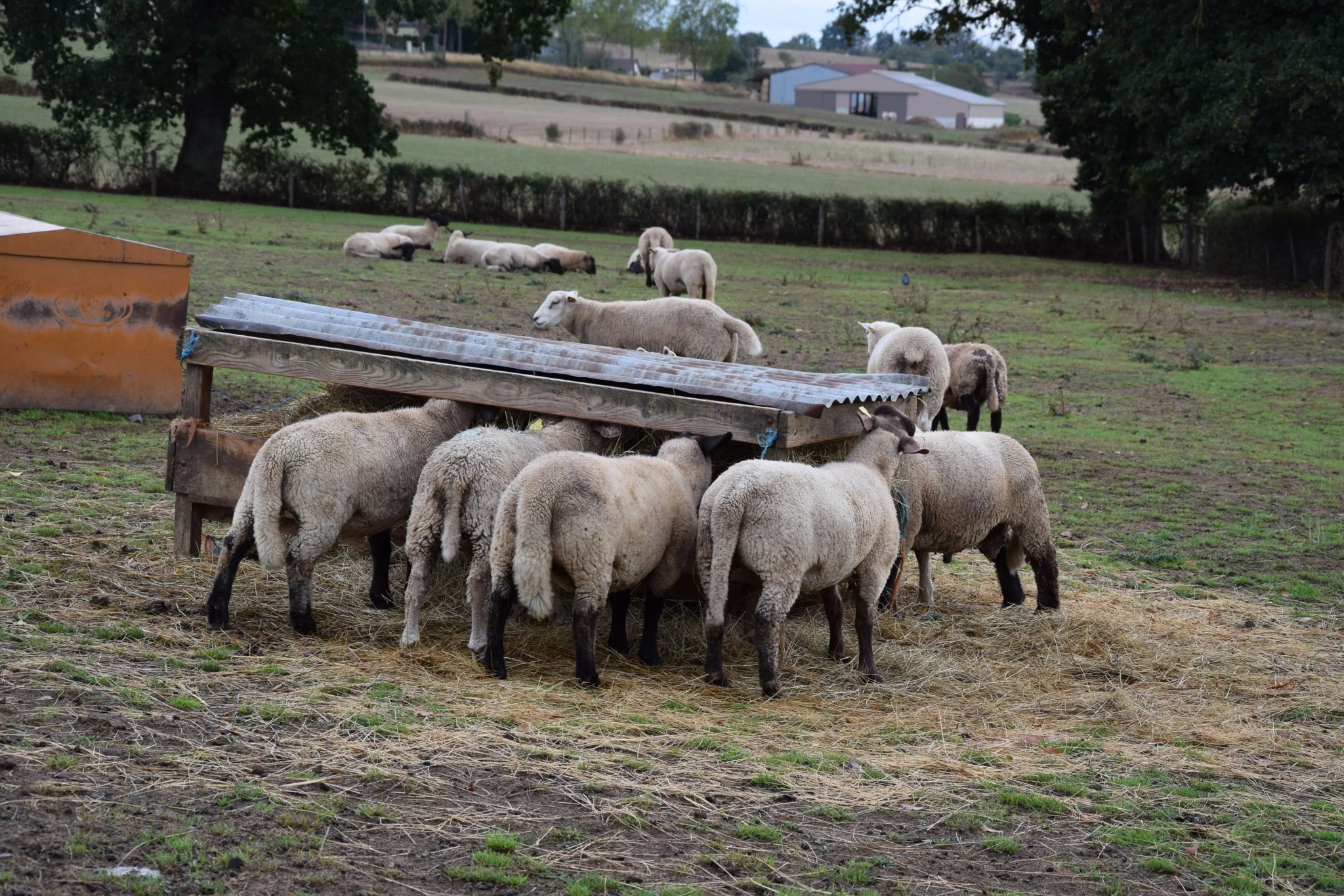 Installée depuis 2015 avec 428 brebis