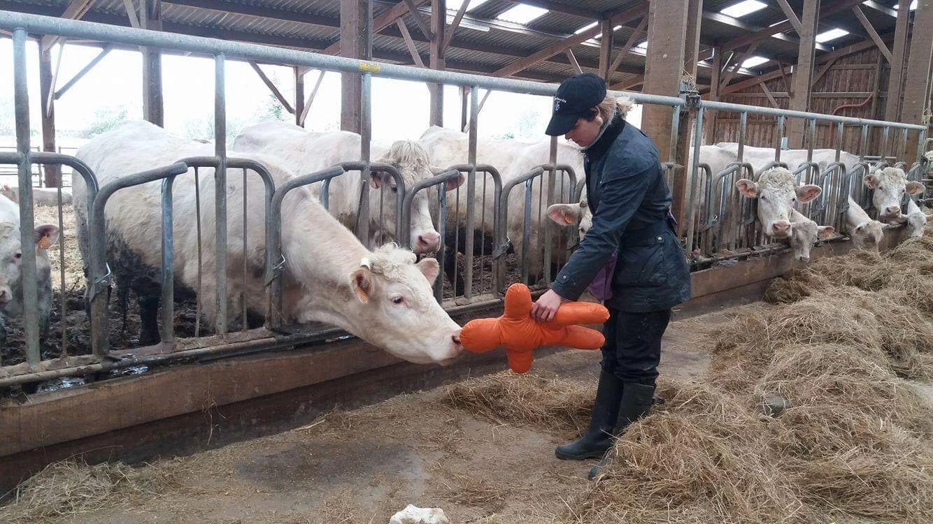 Les animaux aussi ont la notion de coopération