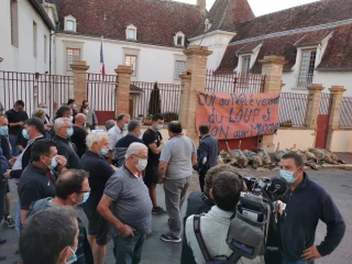 Les éleveurs victimes du loup manifestent leur désarroi…