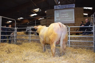 Option « Live » pour les acheteurs à distance à la prochaine vente de la station de Jalogny