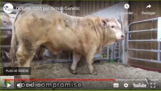 Qualités et points forts des veaux de la station de Jalogny en vidéo !